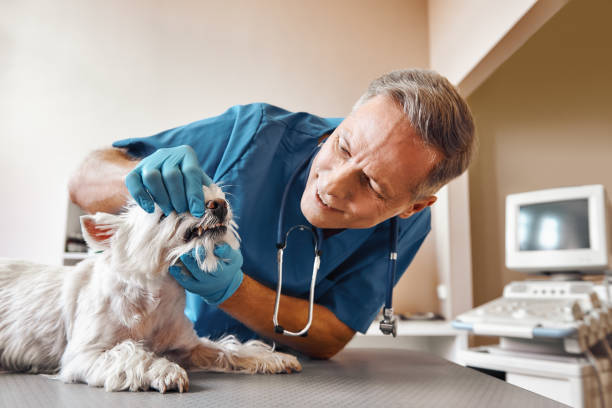 Best Emergency Dentist for Special Needs Patients in Princeton, NJ